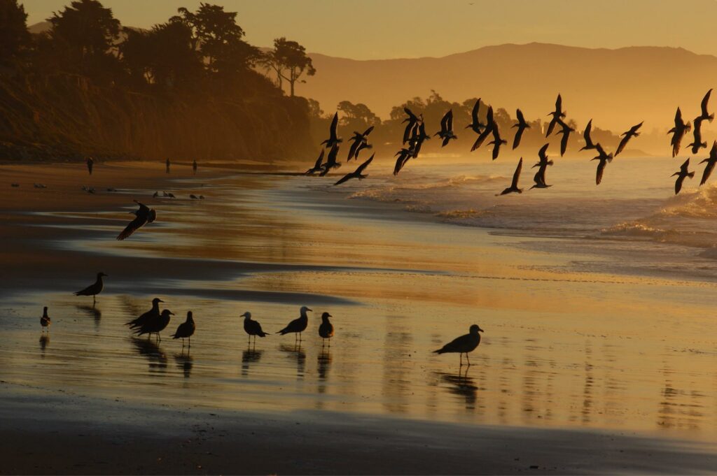 File:Love was blowing my mind (45536914242).jpg - a flock of birds flying over the water