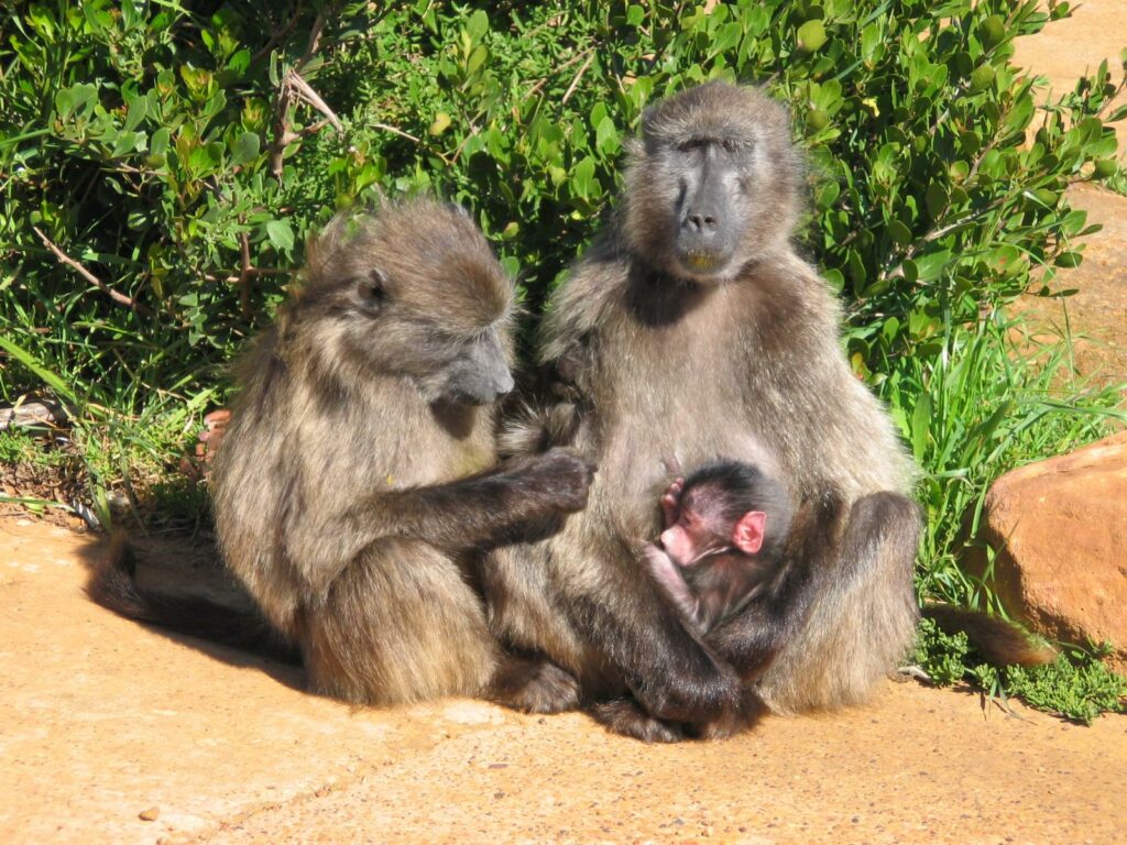 File:Papio ursinus - cape of good hope.JPG - two monkeys sitting on the ground