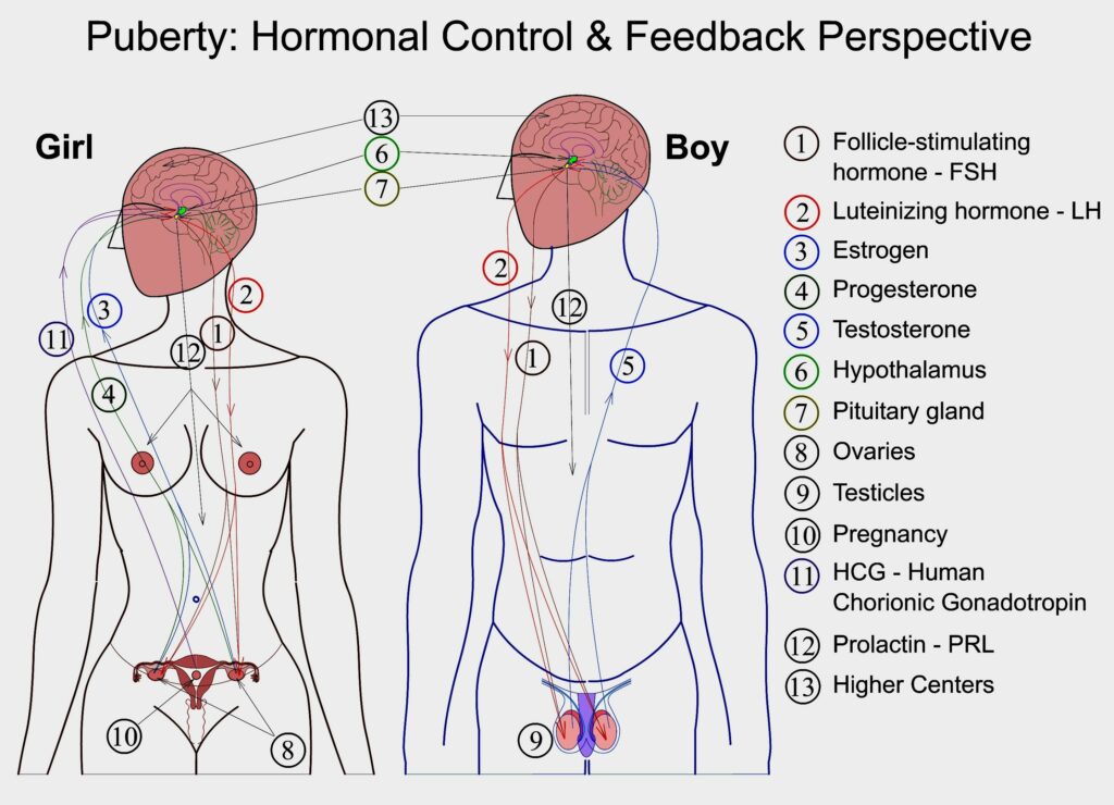 Puberty-Hormonal control - a diagram of the human body and the corresponding organs