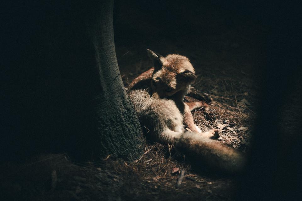 Animal Wildlife - a fox curled its head on a tree